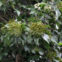 auranticarpa_rhombifolia