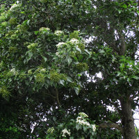 auranticarpa_rhombifolia