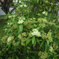 Backhousia citriodora