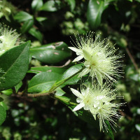 Backhousia myrtifolia