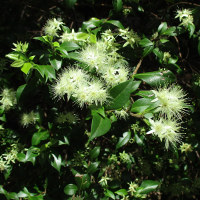 Backhousia myrtifolia