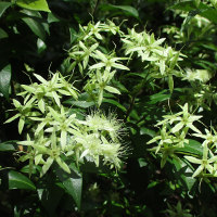 Backhousia myrtifolia