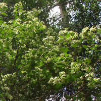 Backhousia myrtifolia