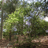 Backhousia myrtifolia