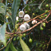 Blueberry Ash Elaeocarpus reticulatus