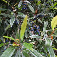 Blueberry Ash Elaeocarpus reticulatus