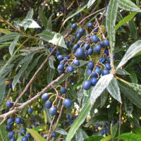 Blueberry Ash Elaeocarpus reticulatus