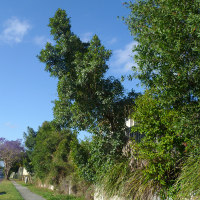 Blueberry Ash Elaeocarpus reticulatus