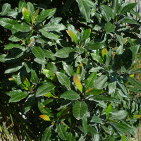 Blueberry Ash Elaeocarpus reticulatus