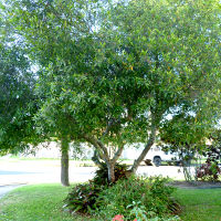 Blueberry Ash Elaeocarpus reticulatus