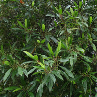 Blueberry Ash Elaeocarpus reticulatus