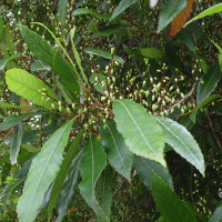 Blueberry Ash Elaeocarpus reticulatus