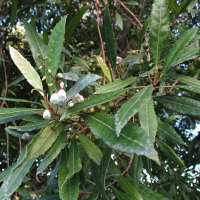 Blueberry Ash Elaeocarpus reticulatus
