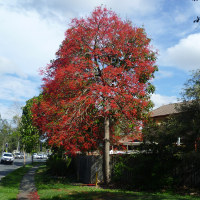 Brachychiton acerifolius - Illawarra Flame Tree