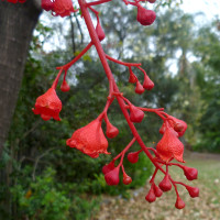 Brachychiton acerifolius - Illawarra Flame Tree