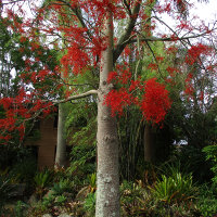 Brachychiton acerifolius - Illawarra Flame Tree