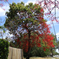 Brachychiton acerifolius - Illawarra Flame Tree