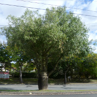 Brachychiton rupestris - Illawarra Flame Tree