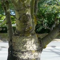 Brachychiton rupestris - Illawarra Flame Tree