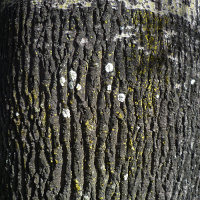 Brachychiton rupestris - Illawarra Flame Tree