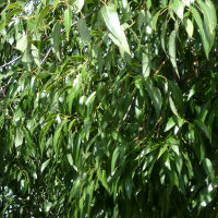 Brachychiton rupestris - Illawarra Flame Tree