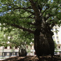 Brachychiton rupestris - Illawarra Flame Tree