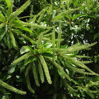 Ivory Curl Tree - Buckinghamia celsissima