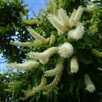 Ivory Curl Tree - Buckinghamia celsissima