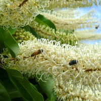 Ivory Curl Tree - Buckinghamia celsissima