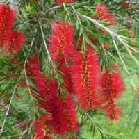 callistemon