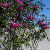 callistemon