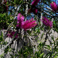 callistemon