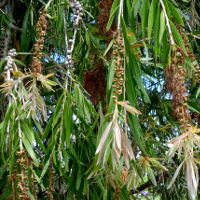 callistemon