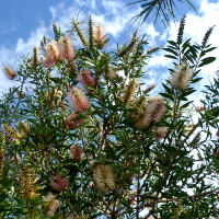 callistemon