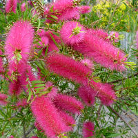 Callistemon eureka