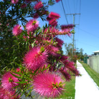 Callistemon eureka