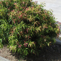 Callistemon Great Balls of Fire