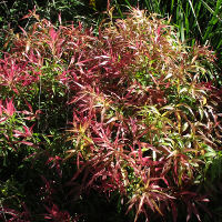 Callistemon Great Balls of Fire