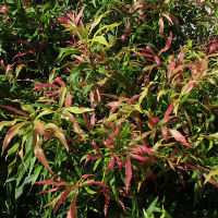 Callistemon Great Balls of Fire
