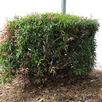 Callistemon Great Balls of Fire