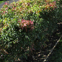 Callistemon Great Balls of Fire