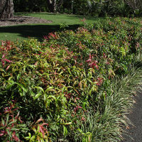Callistemon Great Balls of Fire