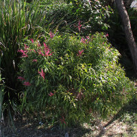 Callistemon Great Balls of Fire