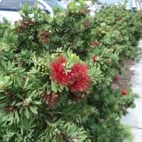 Callistemon little_john