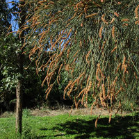 casuarina_unidentified
