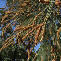 casuarina_unidentified