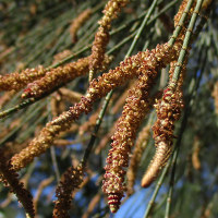 casuarina_unidentified