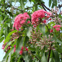 Corymbia ptychocarpa