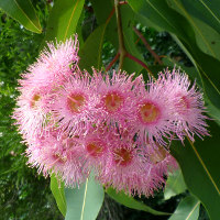 Corymbia ptychocarpa