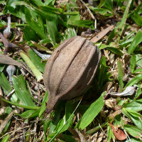 Corymbia ptychocarpa